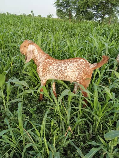 Makkah Chini Bakra Urgent For Sale _ 03242703571
