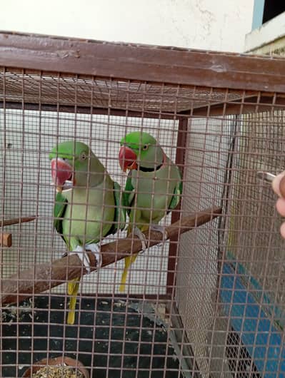 Pair of Mountain Parrots of 3 years old with strong big cage.
