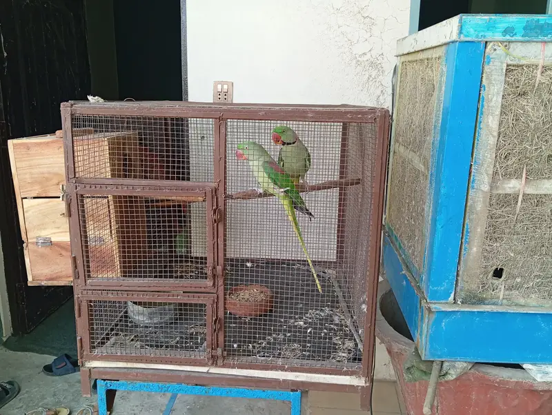 Pair of Raw Parrots of 3 years old with strong big cage. — photo 2