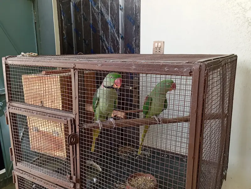 Pair of Raw Parrots of 3 years old with strong big cage. — photo 3