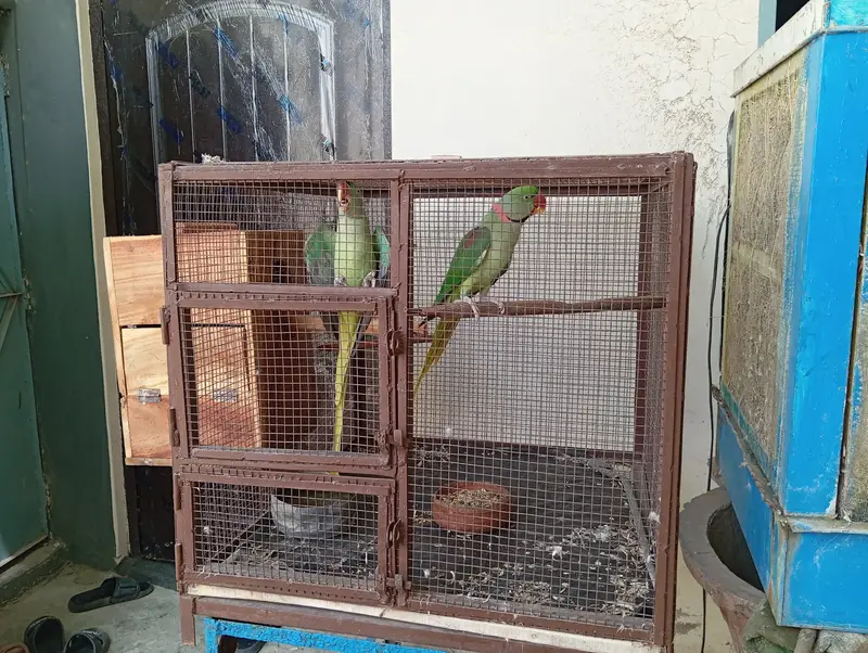 Pair of Raw Parrots of 3 years old with strong big cage. — photo 4