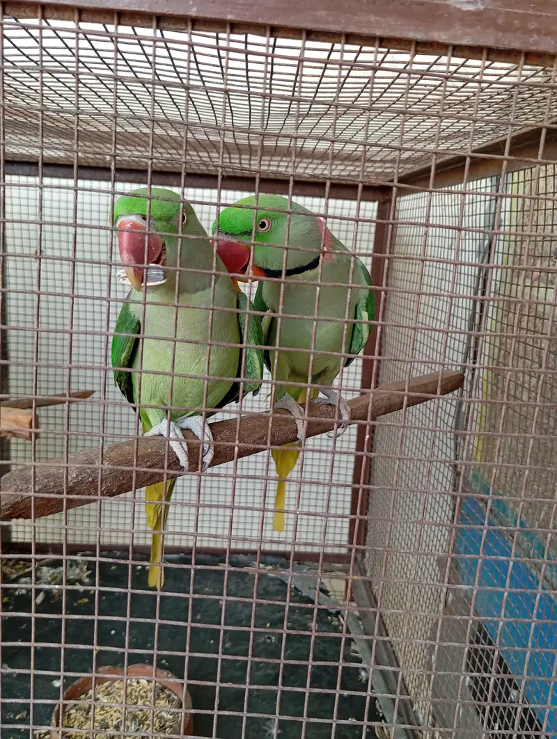 Pair of Raw Parrots of 3 years old with strong big cage. — photo 6