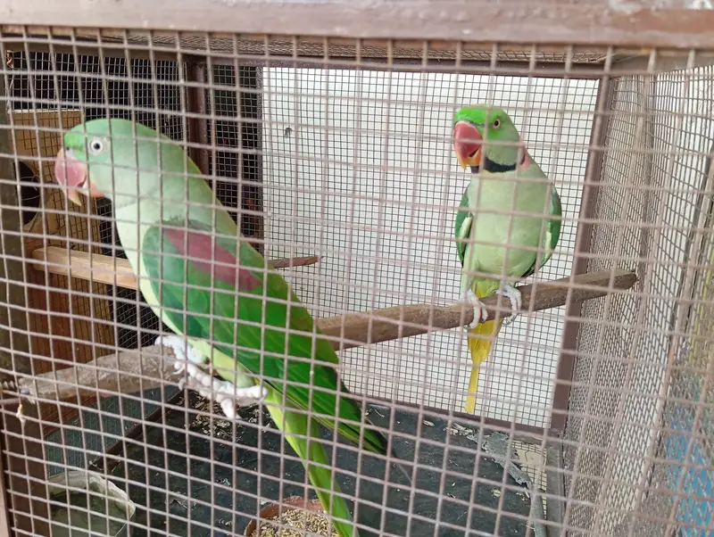 Pair of Raw Parrots of 3 years old with strong big cage. — photo 7