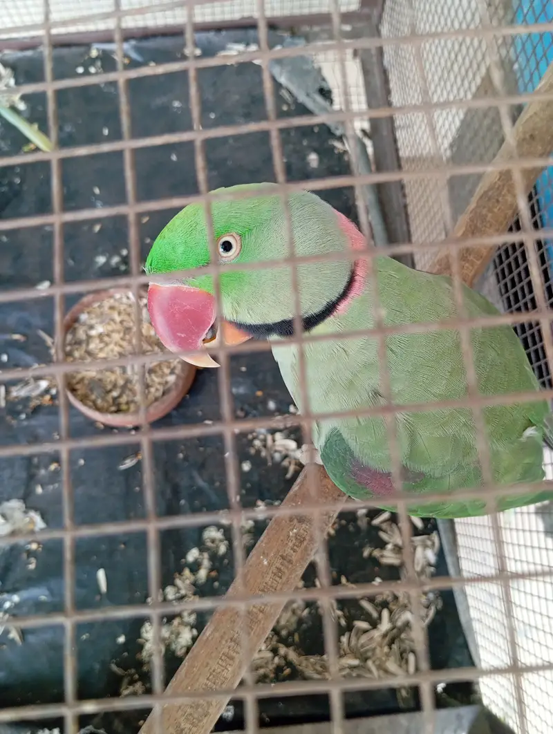 Pair of Raw Parrots of 3 years old with strong big cage. — photo 8