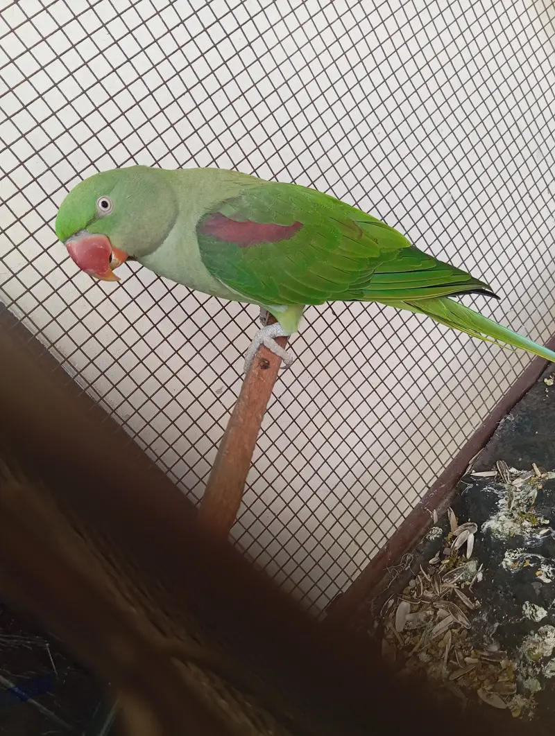 Pair of Raw Parrots of 3 years old with strong big cage. — photo 9