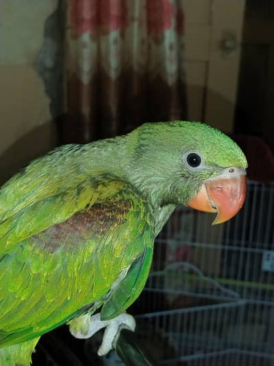 raw parrot male