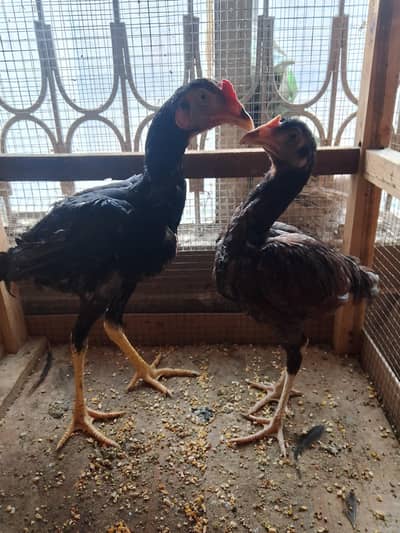 Aseel pair for sell