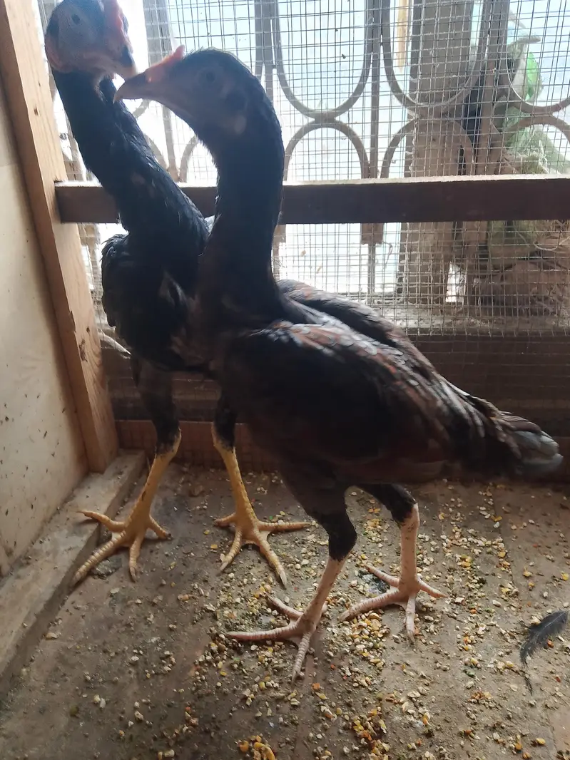 Aseel pair for sell — photo 2
