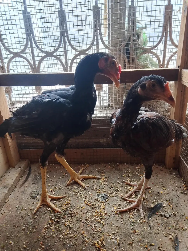 Aseel pair for sell — photo 3