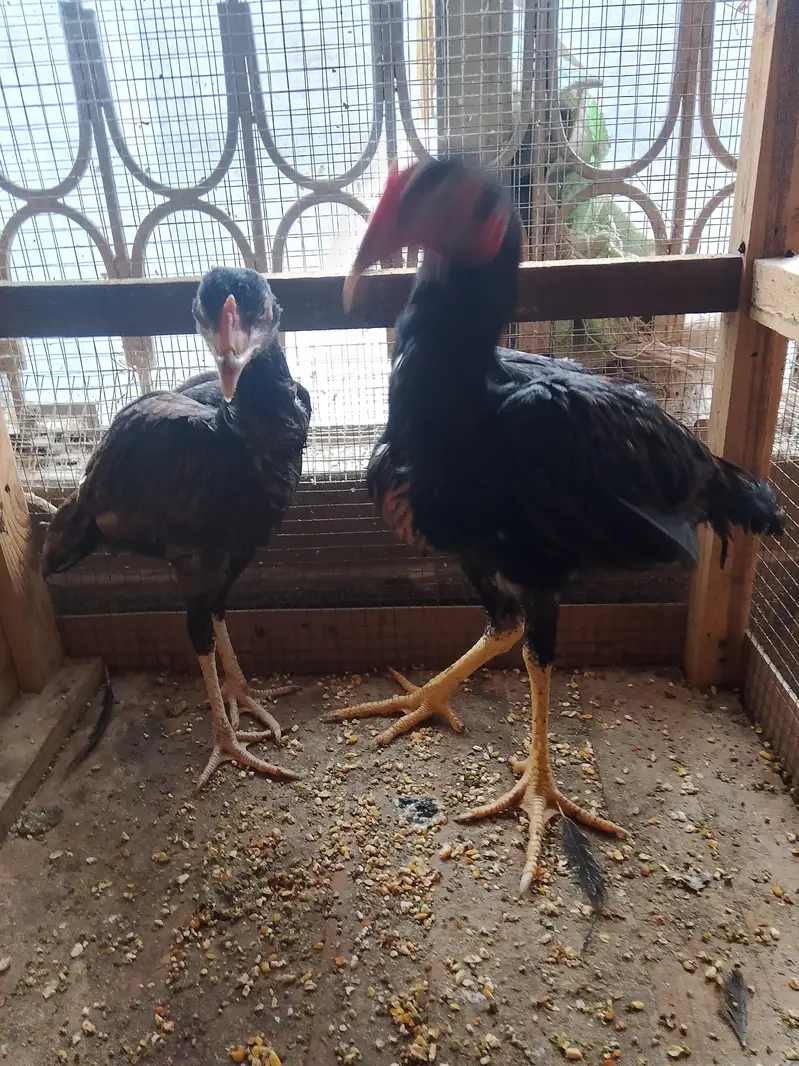 Aseel pair for sell — photo 4