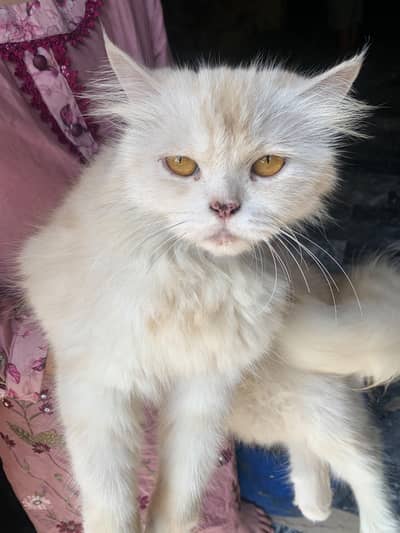 Persian cream or off-white "triple coat",