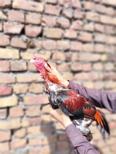 lakha murga all setup for sale  03,1,3,5,6,0,3,4,0,0