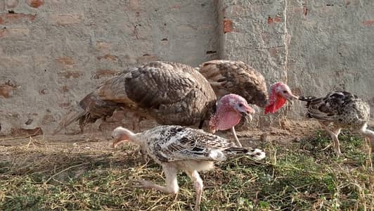 Turkey Chicks