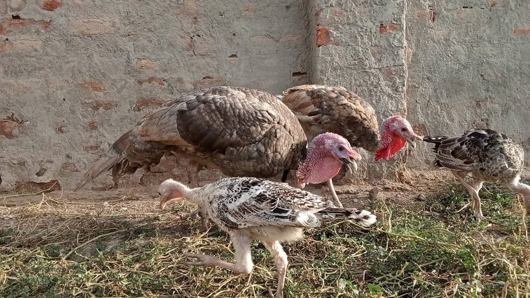 Turkey Chicks 0
