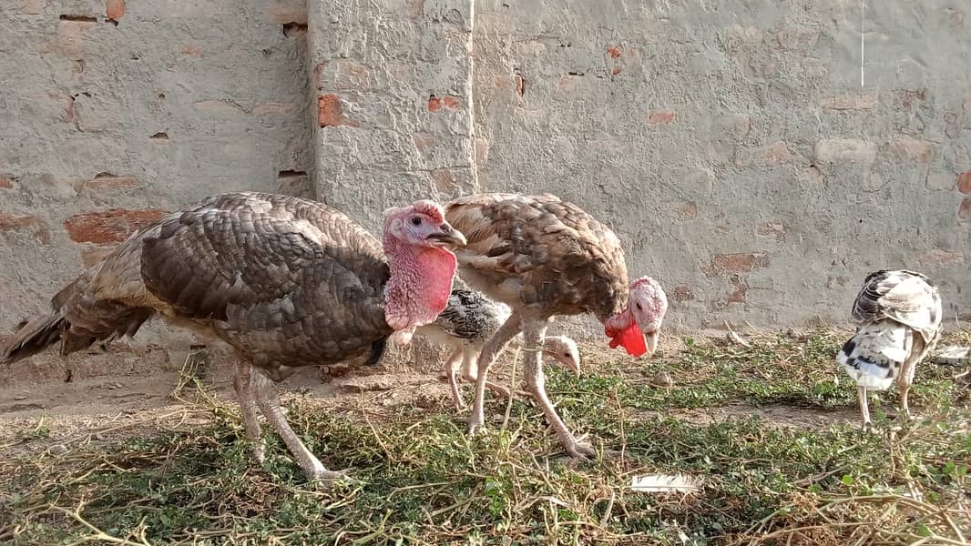 Turkey Chicks 1