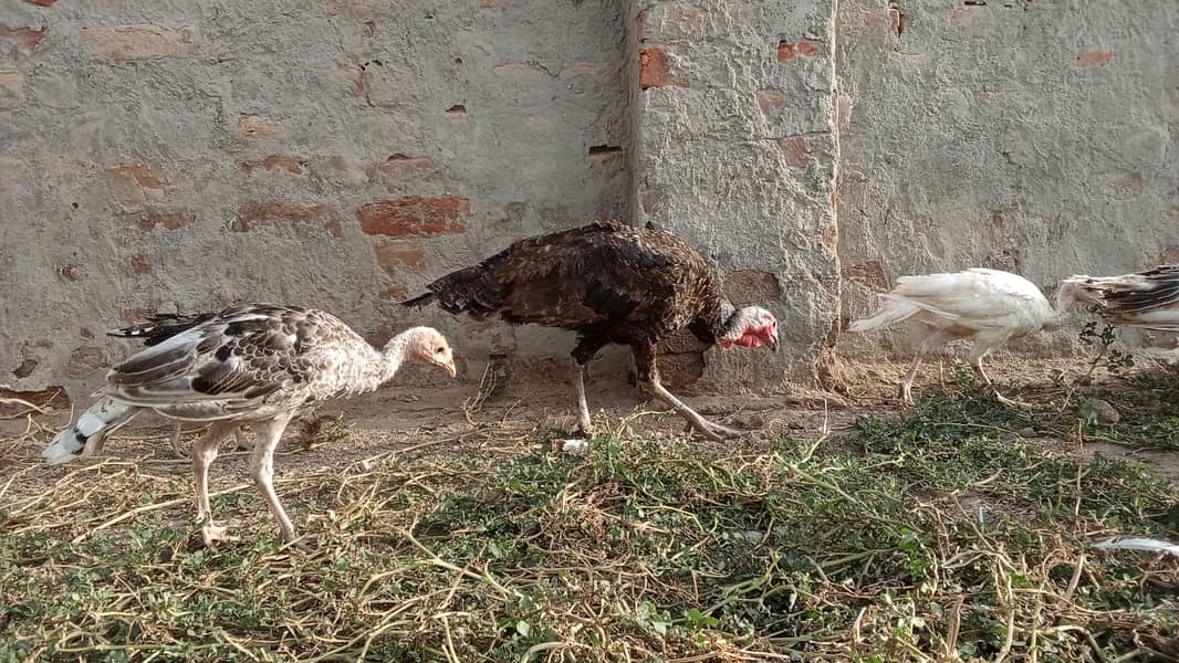 Turkey Chicks 2