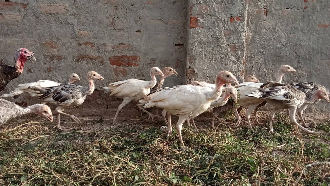 Turkey Chicks 3