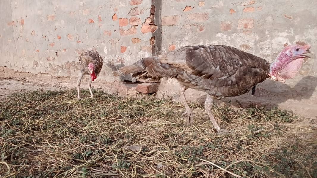 Turkey Chicks 4
