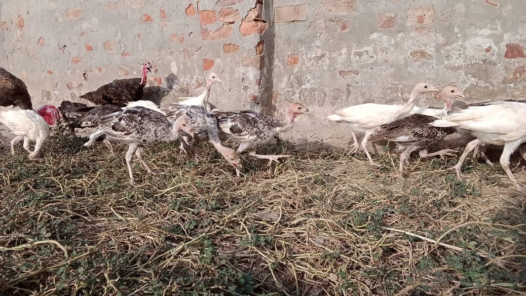 Turkey Chicks 5
