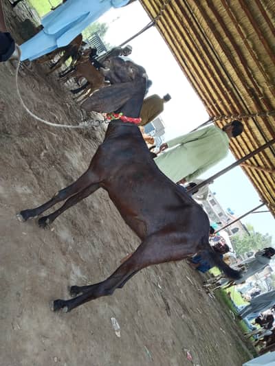 BEETAL PATH for Sale 03181845986