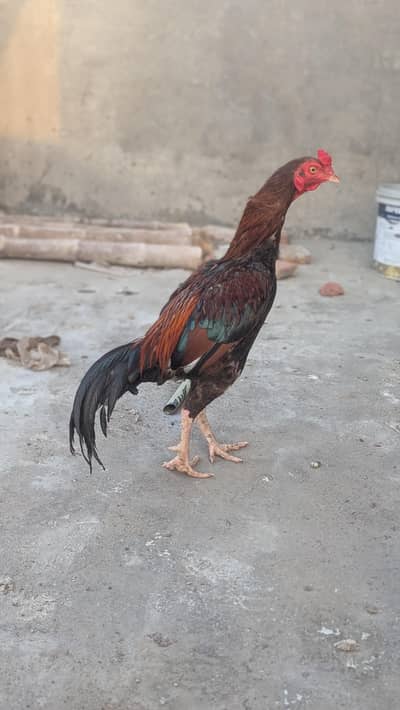 miawali breeder male