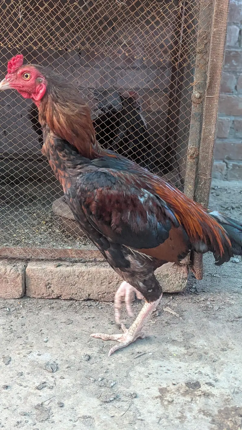 miawali breeder male — photo 2