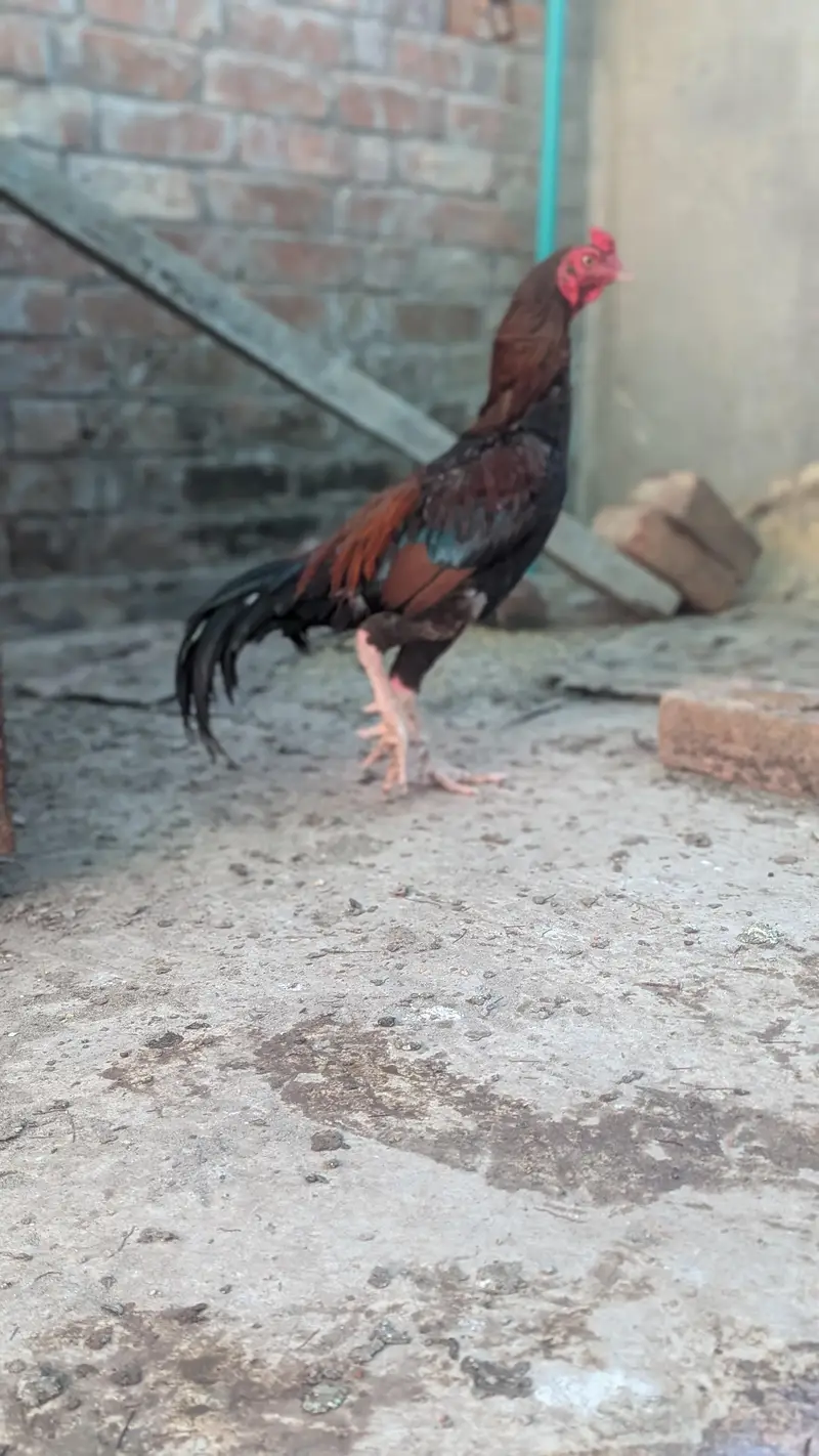 miawali breeder male — photo 3
