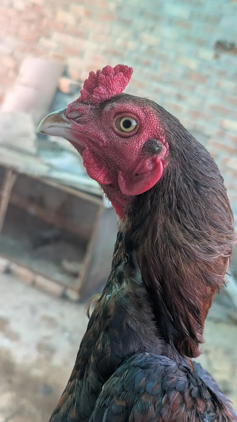 miawali breeder male — photo 5
