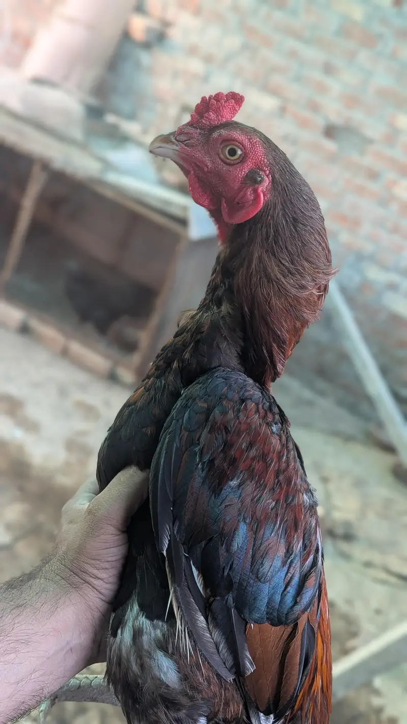 miawali breeder male — photo 6