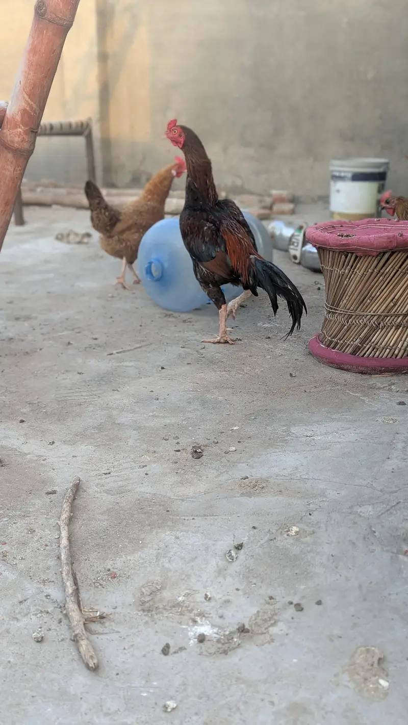 miawali breeder male — photo 7
