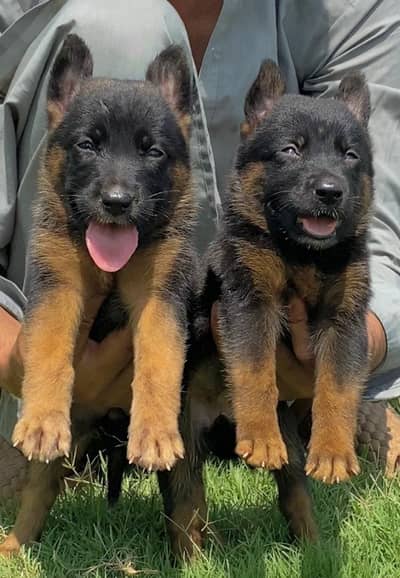 German Shepherd male long coat puppy for sale