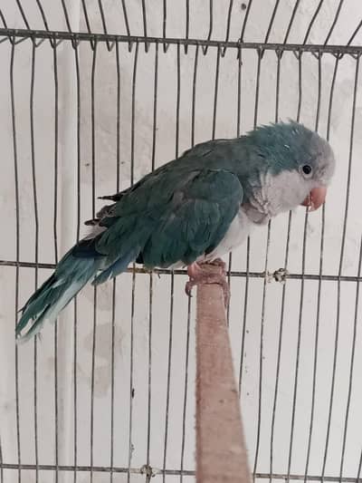 monk breader female for sale Wtsp 03204847881