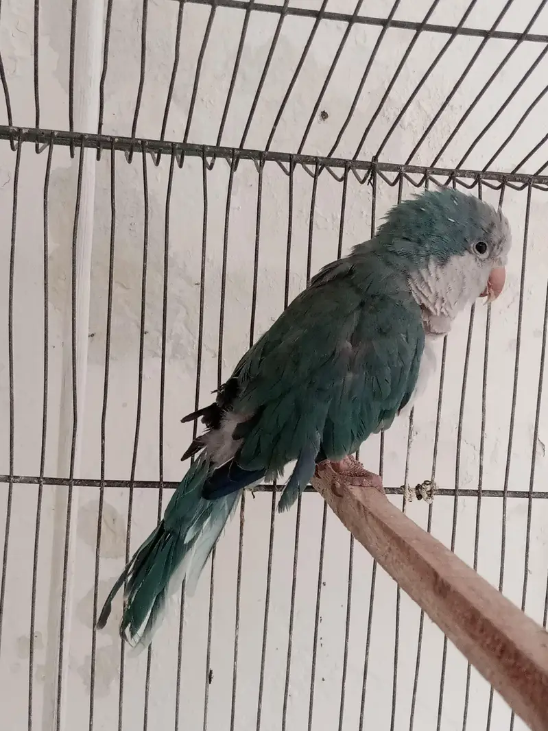 monk breader female for sale Wtsp 03204847881 — photo 2