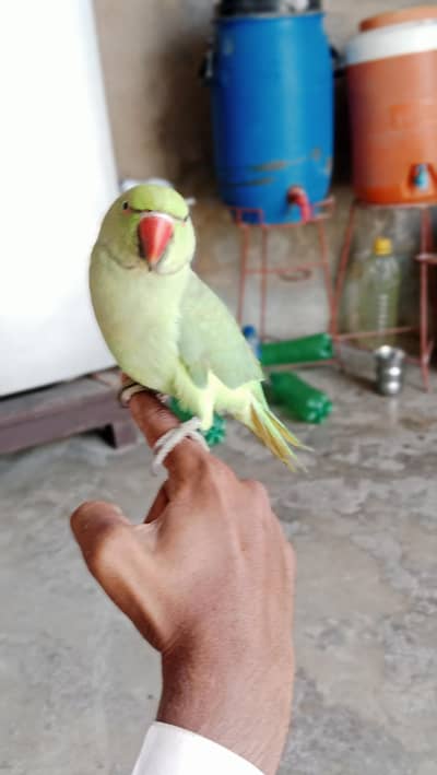 5 Months Male Indian Ringneck Parrot for Sale – Hyderabad