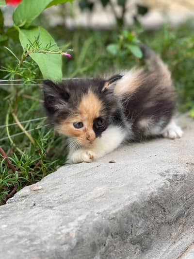 cats Persian