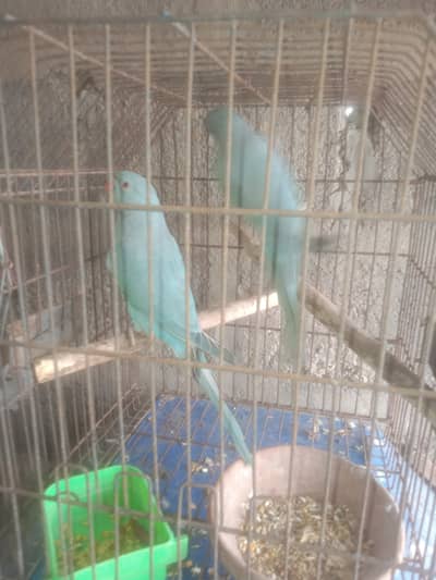 Blue ring neck pair cremo female