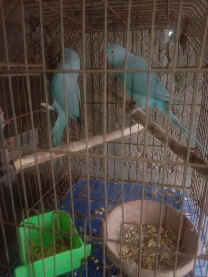 Blue ring neck pair cremo female — photo 2