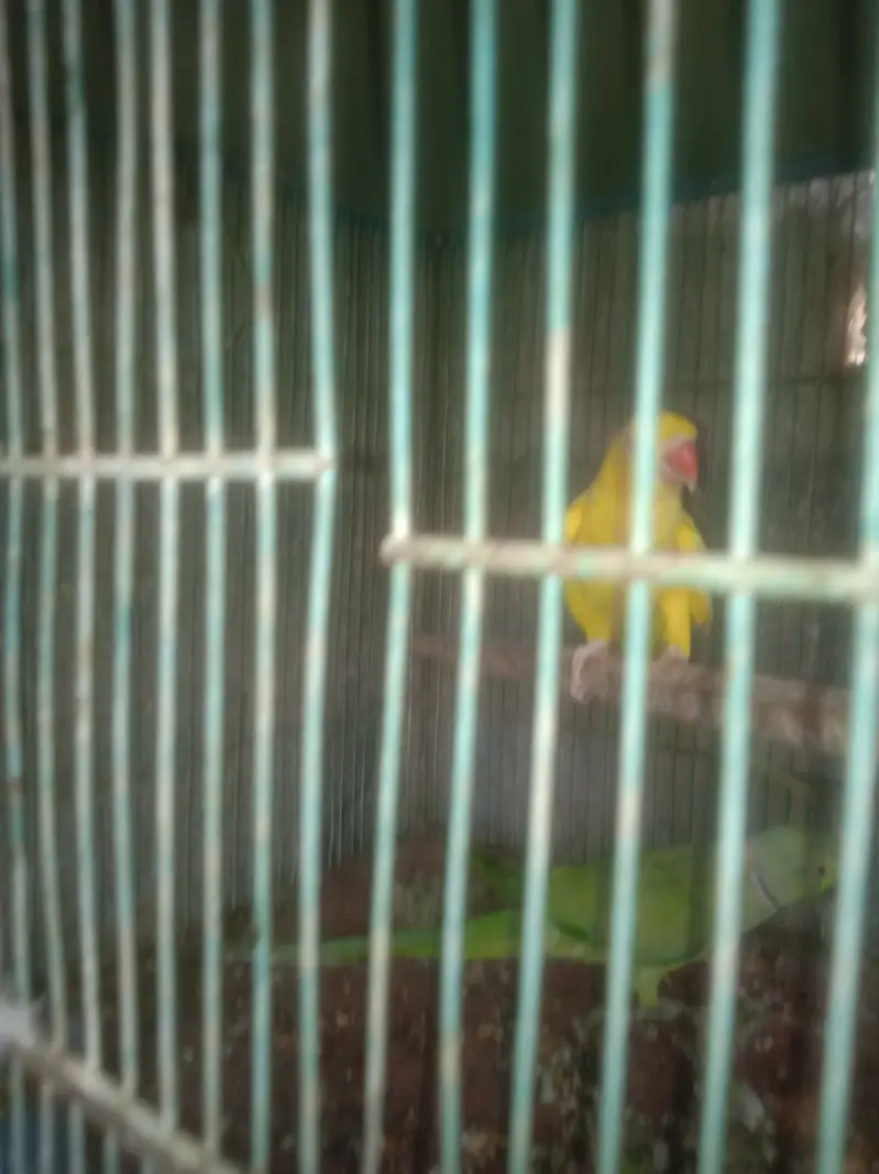Blue ring neck pair cremo female — photo 6