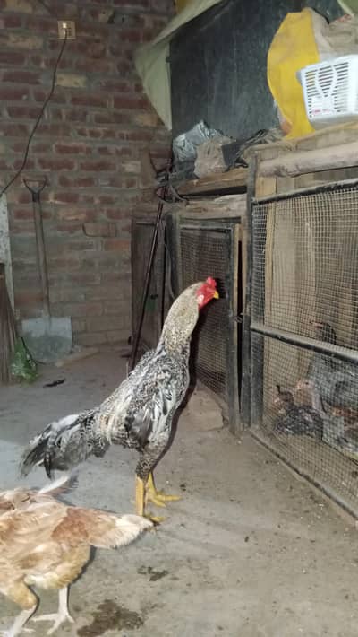 King siz Shamo | shamoo chicks | pathay pathiye | High Quality chicks