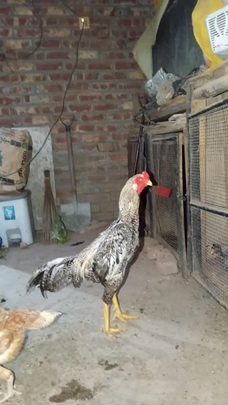 King siz Shamo | shamoo chicks | pathay pathiye | High Quality chicks — photo 2