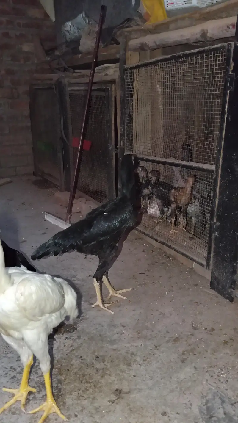 King siz Shamo | shamoo chicks | pathay pathiye | High Quality chicks — photo 3