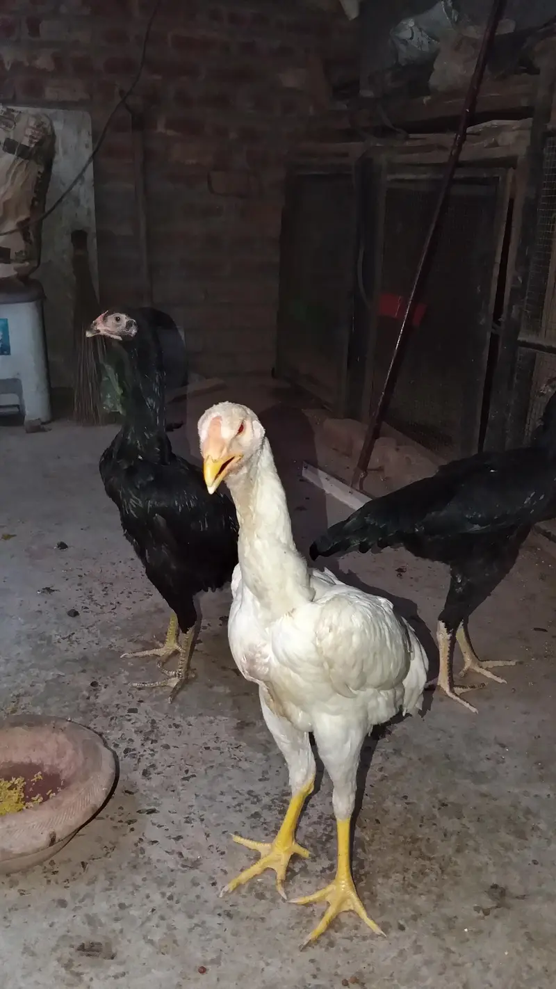 King siz Shamo | shamoo chicks | pathay pathiye | High Quality chicks — photo 4
