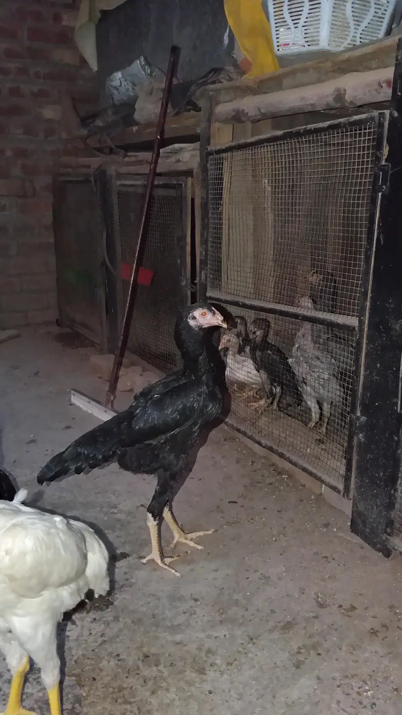 King siz Shamo | shamoo chicks | pathay pathiye | High Quality chicks — photo 5