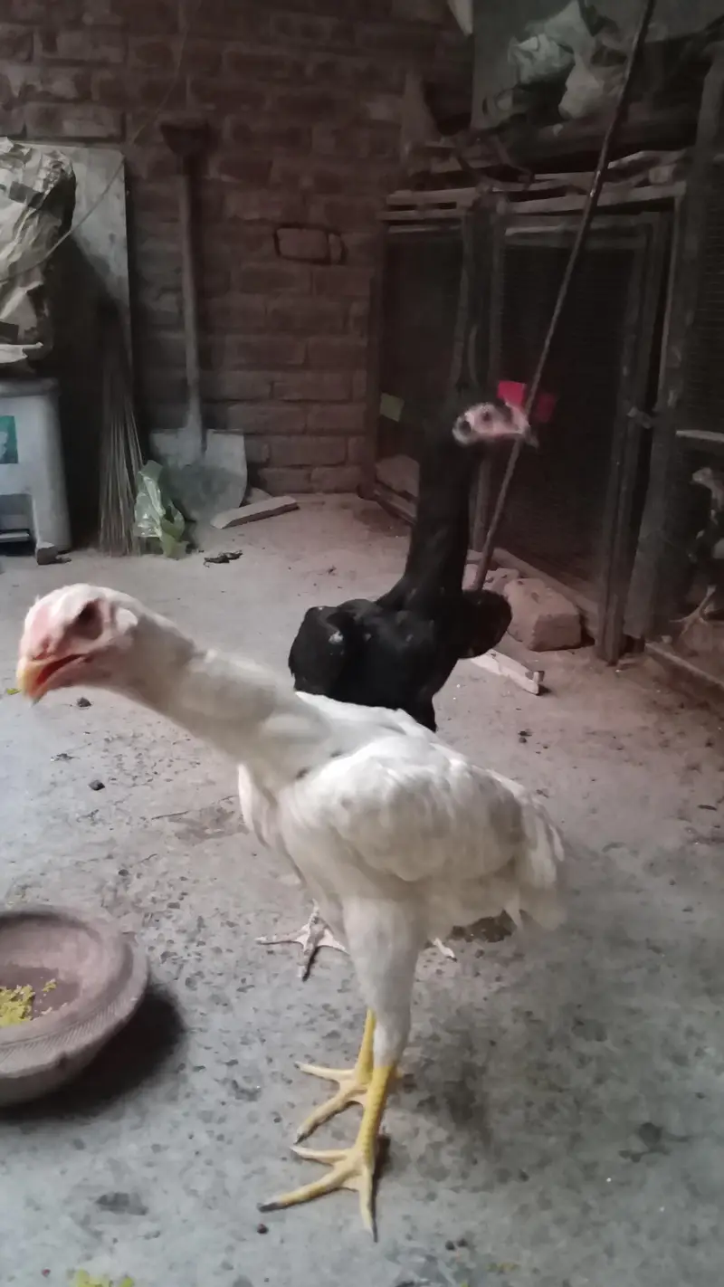 King siz Shamo | shamoo chicks | pathay pathiye | High Quality chicks — photo 6
