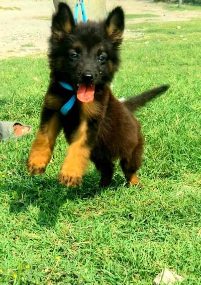 German Shepherd female age 1 month for sale