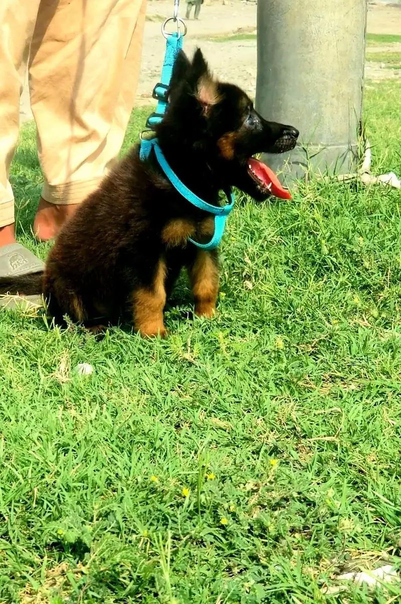 German Shepherd female age 1 month for sale — photo 2