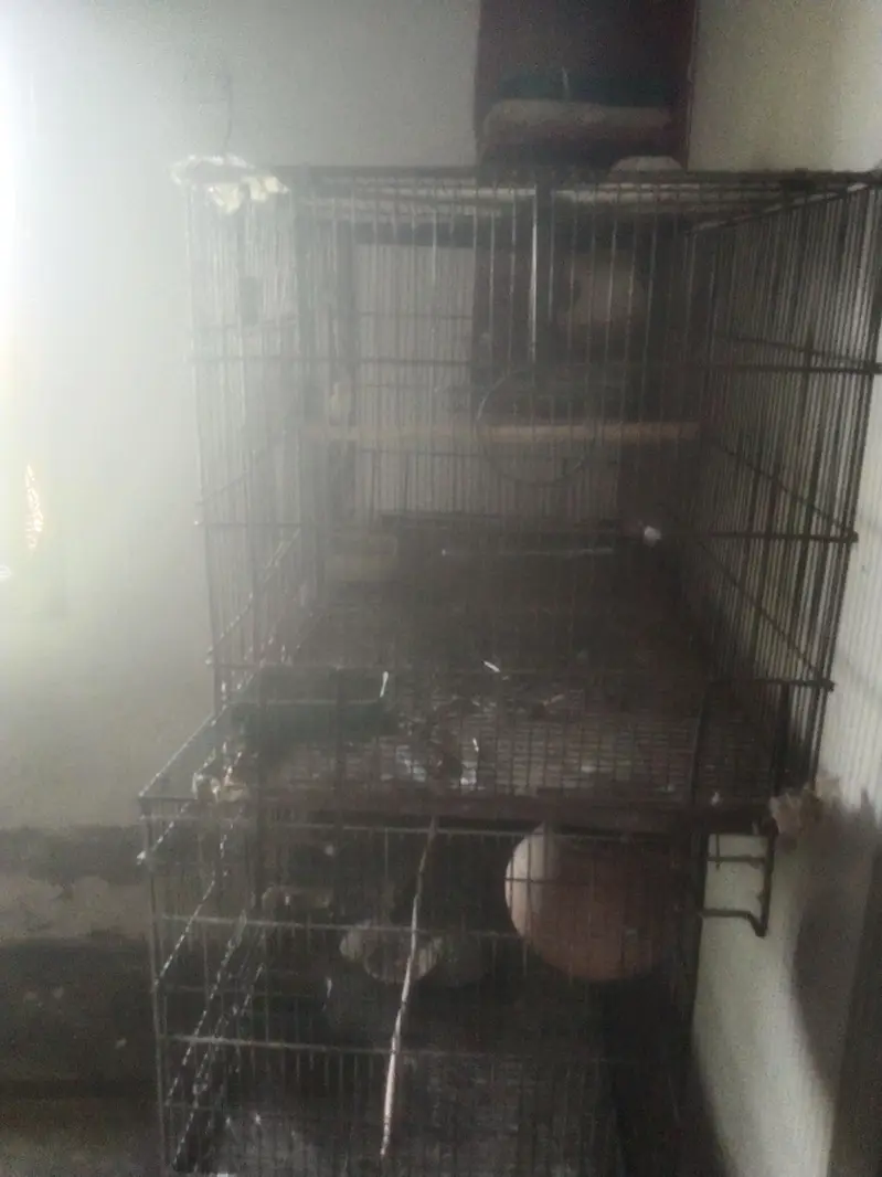 3 large bird cages for urgent sale — photo 2