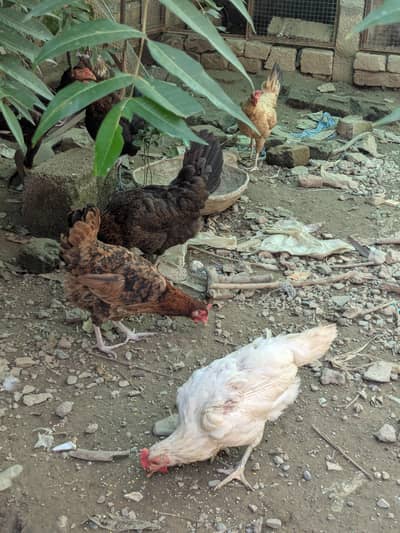 Golden hen Egg laying