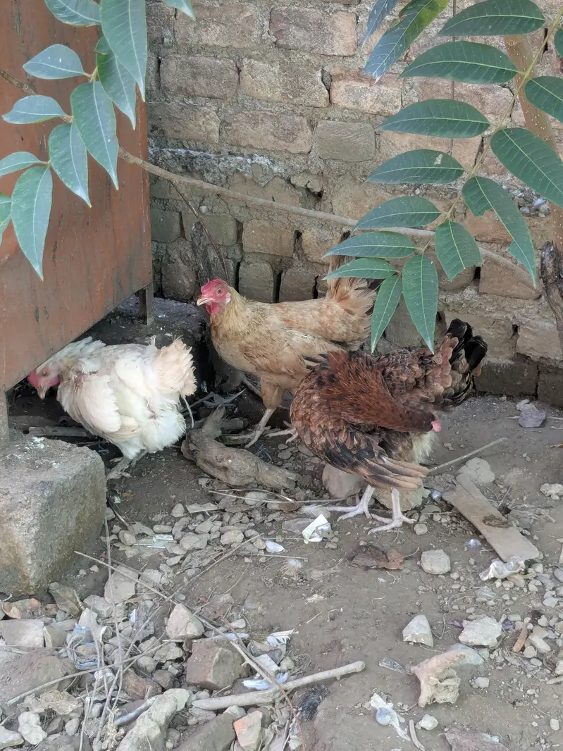 Golden hen Egg laying — photo 2