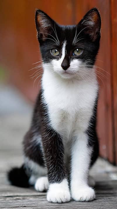 Black and white cat with kid's